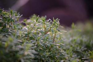 galium aparine comme une proche en haut dans contre-jour à le coucher du soleil photo