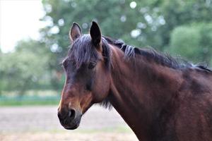 portrait de une marron cheval permanent sur une sablonneux paddock photo