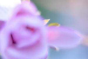 violet magnolia dans plein Floraison dans le jardin photo