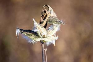 asclépiade la graine plante dans octobre sur bleu crête promenade photo