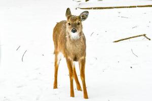 blanc queue cerf dans le montagnes hiver saison photo