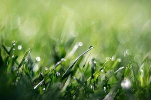 de bonne heure Matin herbe rosée sur retour Cour pelouse photo