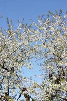 belle branche d'arbre en fleurs au printemps. photo