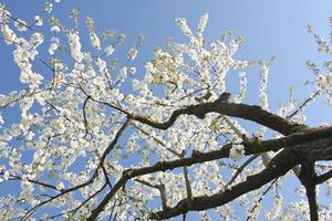 belle branche d'arbre en fleurs au printemps. photo