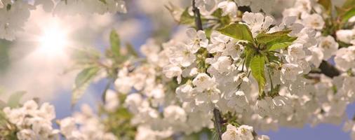 belle branche d'arbre en fleurs au printemps. photo