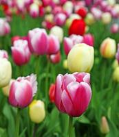 belles tulipes. fond de nature printanière pour la conception de bannières et de cartes web. photo