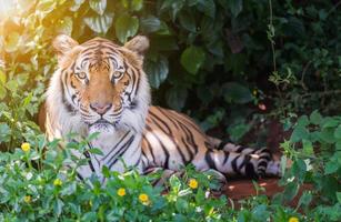 gros Bengale tigre. photo