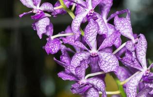 hybride violet dendrobium orchidée photo