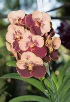 marron Vanda orchidée fleur photo