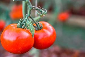 fermer rouge tomate pendre sur branche dans une jardin avec Naturel lumières sur flou Contexte. photo