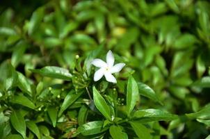 blanc épingle fleurs de Thaïlande. cette petit fleur espèce thaïlandais gens appel il dok khem. photo