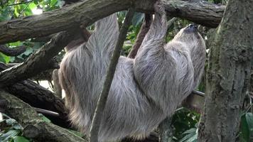 à deux doigts la paresse animal escalade à l'envers vers le bas sur pendaison arbre branche choloepus didactyle photo