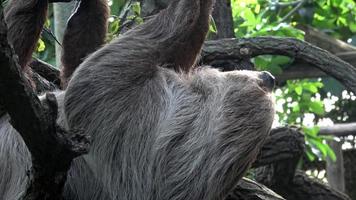 à deux doigts la paresse animal escalade à l'envers vers le bas sur pendaison arbre branche choloepus didactyle photo