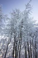 à la recherche en haut à magnifique hiver des arbres et branches couvert avec neige et bleu ciel photo