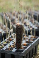une rangée de semis dans noir Plastique conteneurs avec un de leur étant planté dans le sol. une petit arbre est étant planté dans une pile de sol. photo