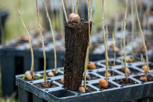 une rangée de semis dans noir Plastique conteneurs avec un de leur étant planté dans le sol. une petit arbre est étant planté dans une pile de sol. photo