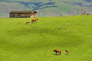 les chevaux pâturage sur le qiongkushitai prairie dans Xinjiang photo