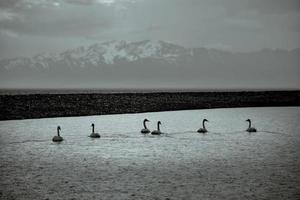 une paire de cygnes relaxant dans sailimu lac, Xinjiang photo