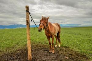 le les chevaux sur le kalajun prairie dans Xinjiang . photo