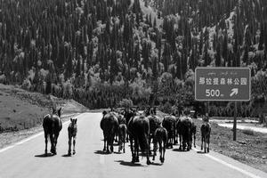 bergers sont conduite leur mouton à travers le route photo