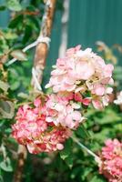 rouge paniquer hortensia dans le jardin photo