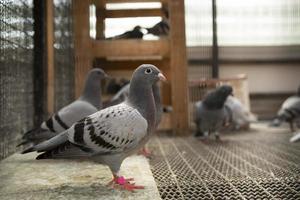 vérificateur Couleur plume de juvénile retour Pigeon permanent dans Accueil grenier photo