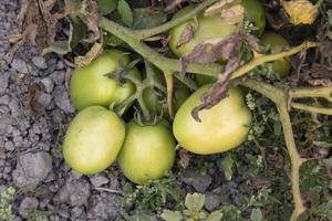 vert brut tomate dans le légume jardin arbre photo