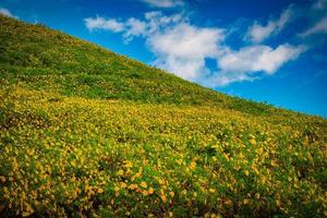 mexicain tournesol sur bleu ciel à jour dans mae Hong fils province, Thaïlande. photo