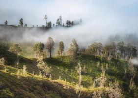 magnifique vert des arbres sur Montagne avec brouillard à lever du soleil dans le Matin. photo