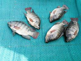 Frais tilapia des poissons à local marché Thaïlande photo