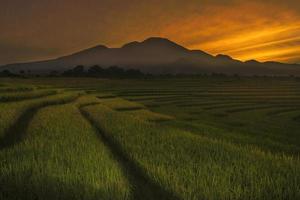 magnifique Matin vue Indonésie. panorama paysage paddy des champs avec beauté Couleur et ciel Naturel lumière photo