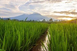 magnifique Matin vue Indonésie. panorama paysage paddy des champs avec beauté Couleur et ciel Naturel lumière photo