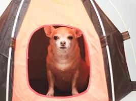 chien chihuahua brun à cheveux courts assis dans une tente de camping orange sur fond blanc. photo