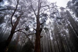 arbres dans la forêt photo