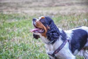 chien race cavalier Roi Charles épagneul une fermer sur vert jardin photo