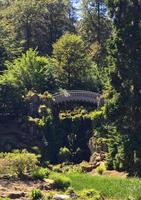 blanc pont dans le forêt photo