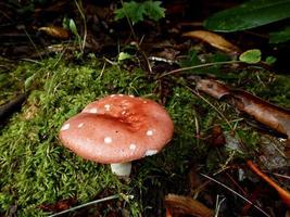 champignon vénéneux Amanita muscaria photo