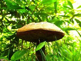 toxique sinistre bolet champignon photo