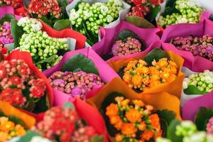 fleur Contexte de brillant Kalanchoe fleurs à fleur marché photo