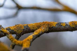 Pomme arbre branches avec lichen - entretien de jardin des arbres dans printemps photo