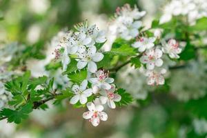 avec ses froufrous feuilles et rose anthères parmi blanc pétales, le persil aubépine se qualifie comme un ornemental arbre. photo