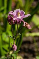 macro de fleurs en fleurs photo