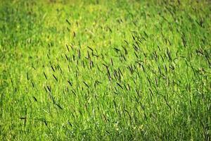 champ herbeux vert photo