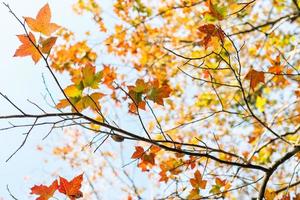 image de érable feuilles par le Lac photo