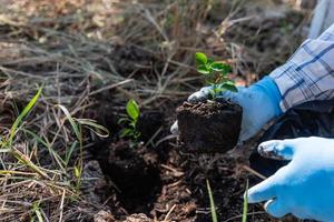 concept de main plantation des arbres augmente oxygène et aide réduire global échauffement. photo