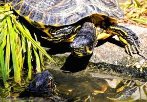 tortue bouchent photo