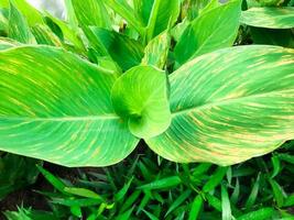 proche en haut le modèle de daun kana indica feuilles ou bunga tasbih de canna indica, connu comme Indien coup photo