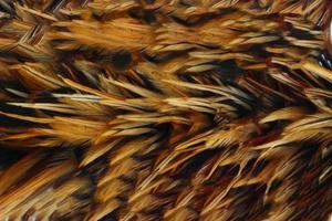 poulet plumes Contexte texture photo