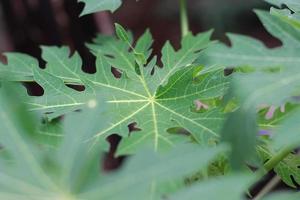 proche en haut détail de Papaye arbre feuille photo