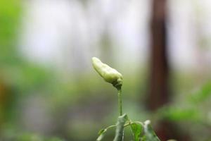 une proche en haut de piments encore sur le arbre photo